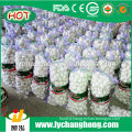 Garlic wholesale